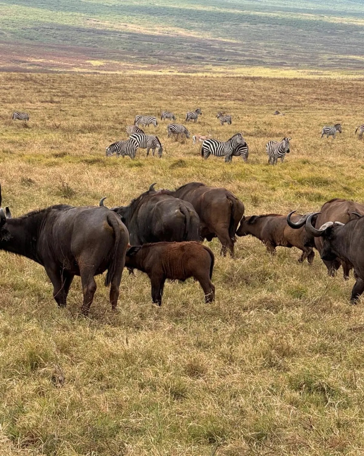Serengeti 4